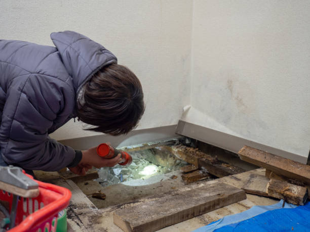 Best Biohazard Mold Removal  in Houston, TX