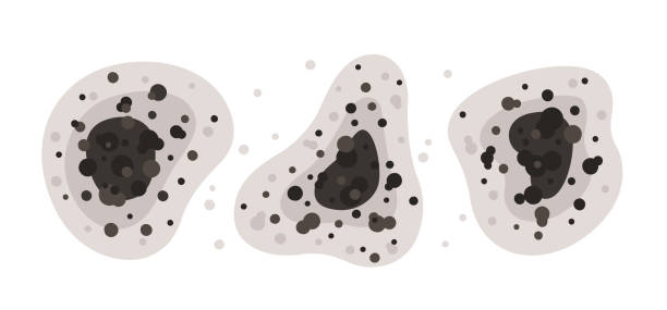 Best Mold-Related Health Consultation  in Houston, TX