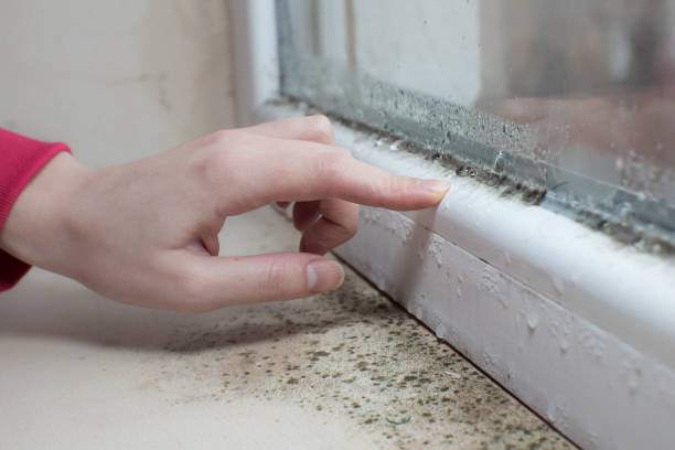 Best Mold Prevention Services  in Houston, TX